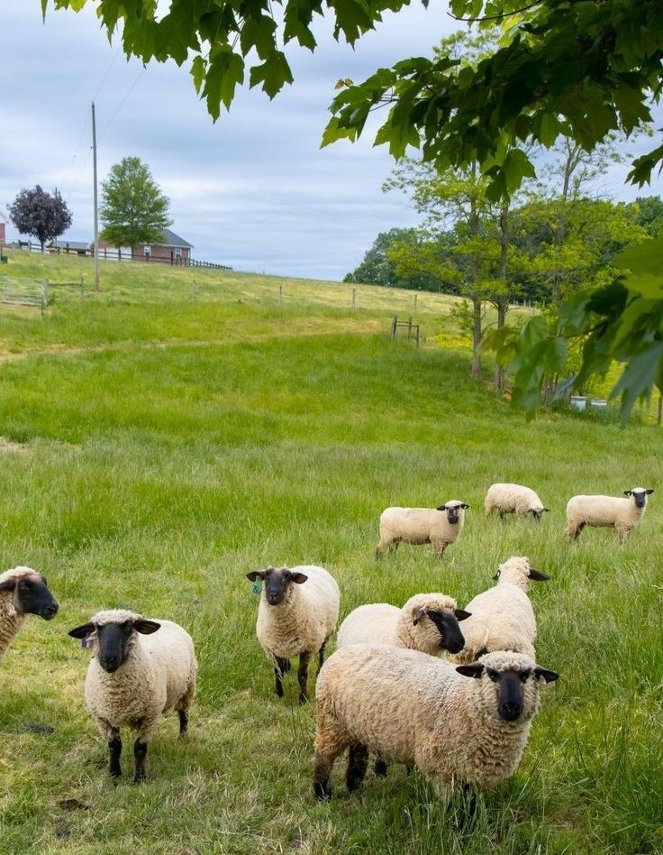 Büyükbaş Hayvancılık