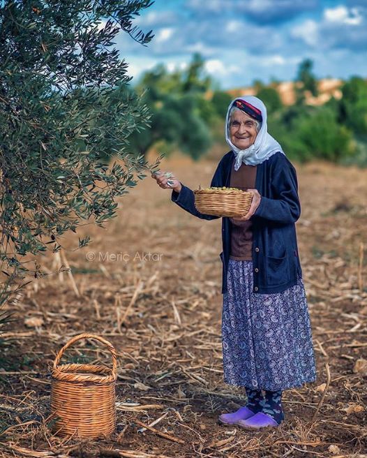 Zeytin Toplayan Köylümüz